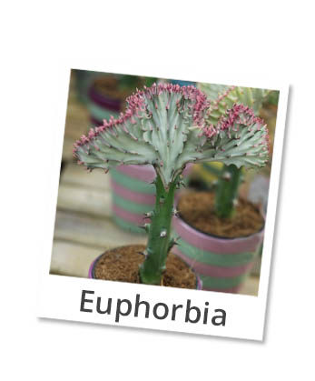 euphorbia