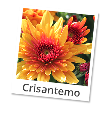 crisantemo
